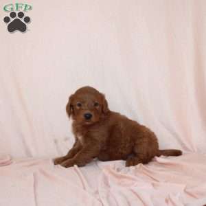 Wade, Mini Goldendoodle Puppy
